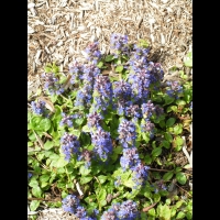Bugle, Ajuga reptans (fam Labiees) (Europe, Asie centrale) (2)